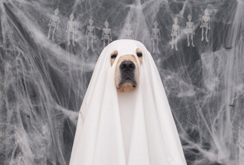 Cute Halloween ghost dog. Golden retriever in a ghost costume sits on a black background with...