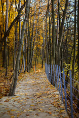 Obraz premium Autumn park, equipped with eco-friendly paths in the park