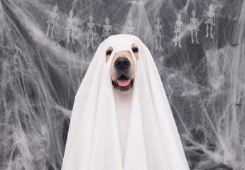 Cute Halloween ghost dog. Golden retriever in a ghost costume sits on a black background with...