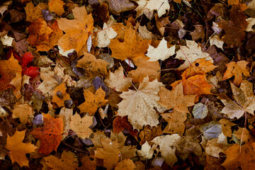 Autumn background from leaves. Golden foliage in autumn park