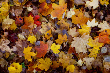 Naklejka na ściany i meble Autumn background from leaves. Golden foliage in autumn park