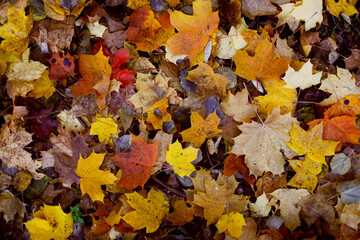 Autumn background from leaves. Golden foliage in autumn park