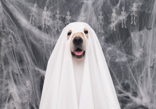 Cute Halloween ghost dog. Golden retriever in a ghost costume sits on a black background with cobwebs