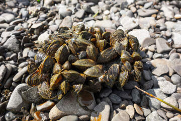 Freshwater mussels attached to a stone by the lake