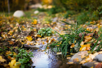 Autumn background. A stream among stones and yellow leaves. Golden foliage in autumn park