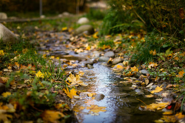 Autumn background. A stream among stones and yellow leaves. Golden foliage in autumn park