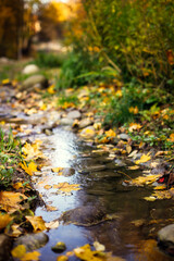Autumn background. A stream among stones and yellow leaves. Golden foliage in autumn park