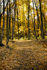 Autumn background. Trail paths in forest city park Golden foliage in autumn park