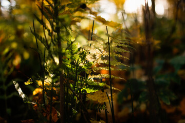 forest blurred background. Horsetails and fern in the autumn forest