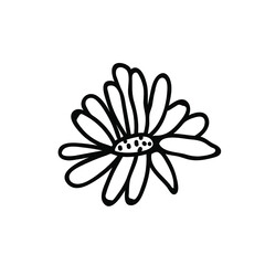 One Vector Botanical Illustration Chamomile with black line on white background. Floral, Summer hand drawn doodle style picture. Designs for packaging, social media, web, cards, posters, invitations.