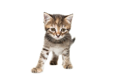 Gray kitten isolated on a white background..