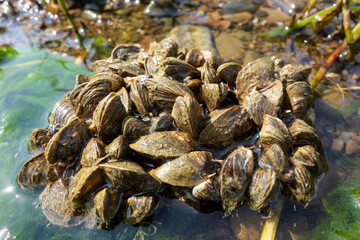 Freshwater mussels attached to a stone by the lake