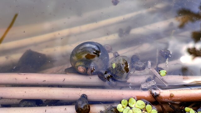 Lymnaea stagnalis on the pond top view