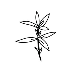 One Vector Botanical Illustration Branch Plant with black line on white background.Floral,Summer hand drawn doodle style picture.Designs for packaging,social media,web,cards, posters,invitations.