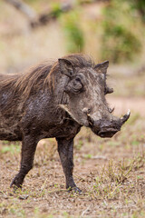 Fototapeta premium Male Warthog walking through the long grass in the Kruger National, South Africa 