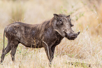 Male Warthog walking through the long grass in the Kruger National, South Africa 