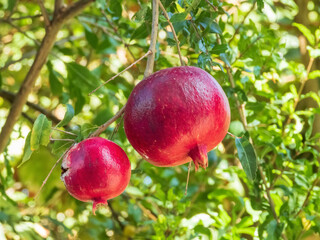 Two ripe pomegranate fruits hanging on a tree branch on sunny day