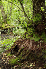 Green forest. Tree roots visible through soil