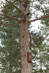 Fototapeta premium Nest box or shelter boxes for birds and bats placed in a Scots pine (Pinus sylvestris) near the city of Leon, Spain