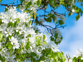 Apple tree with white flowers against the blue sky, close-up