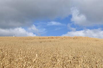 A field of oats under a cloudy sky, Sainte-Apolline, Québec, Canada