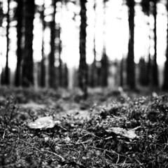 Mushroom in a pine forest