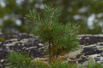 Northern forest, wonderful and beautiful nature