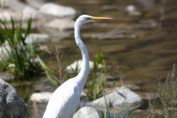 A Snowy Egret Standing on a Rocky Lake Shore