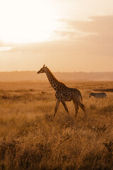 Giraffe walking at sunset 