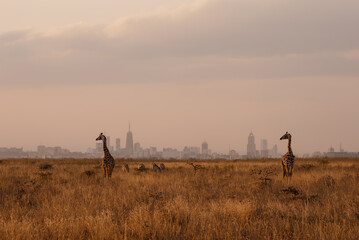Giraffe standing in tall grass against Nairobi city skyline