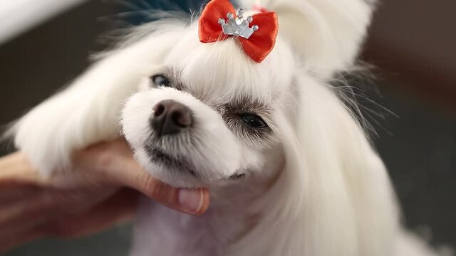 Pet groomer takes care of cute white maltese puppy in vet clinic. Animal grooming service in salon