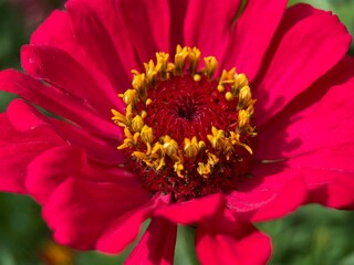 close up of a red zinnia