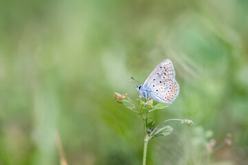 Argus butterfly in the meadow focus on foreground blur background