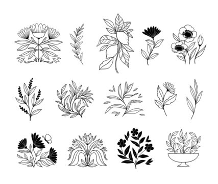 Hand drawn vector botanical illustrations. Linear flowers, leaves, fruits. Simple graphics. Perfect for logos, branding, invitations, greeting cards, quotes, blogs, wedding frames