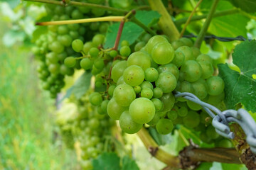 A bunch of white grapes on a vine