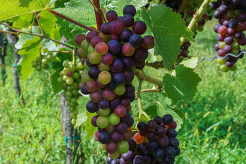 A bunch of different coloured grapes on a vine plant