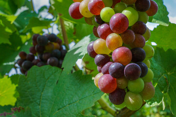 A bunch of different coloured grapes on a vine plant