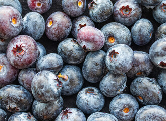 Lots of wet blueberry on white background.