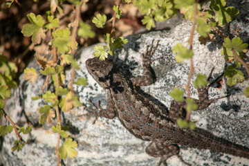 A Common Fence Lizard Thermo Regulating Sunning on a Rock with interesting Scale Patterns