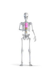 Skeleton with ice cream - 3D illustration of male human skeleton figure holding pink strawberry ice cream cone isolated on white studio background