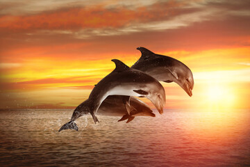 Beautiful bottlenose dolphins jumping out of sea at sunset © New Africa