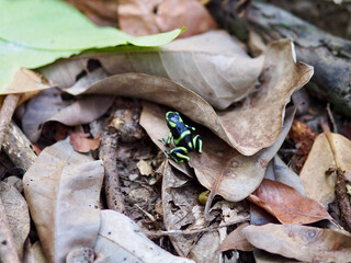 Green and black poison dart frog shot with a macro lens - Powered by Adobe