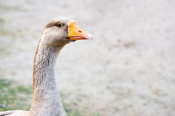 Gray goose, anser anser head neck and upper body selective focus closeup over out of focus background with copyspace profile shot.