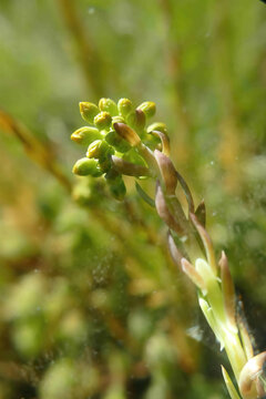 Vertical shot of flowering buds of succulent plant against a green background on a sunny day