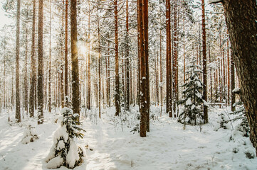 Winter forest. A snow-covered tree in the forest.