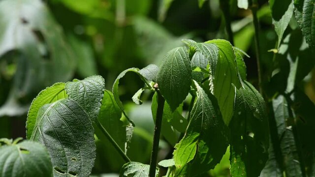A plant with healthy green leaves moving with a gentle wind in the rainforest of Kaeng Krachan National Park, UNESCO World Heritage, Thailand.