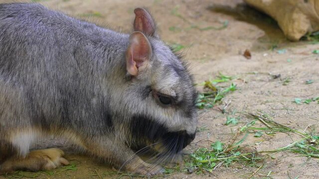 Close up shot of Viscacha Rabbit eating grass outdoors in wilderness,4K