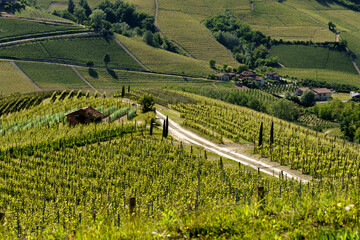 Vineyards of Langhe, Piedmont, Italy near Alba at May