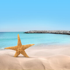 Beautiful sea star on sandy beach. Space for text