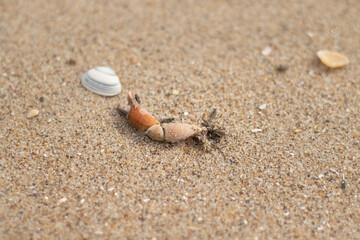 A washed up pincer of a crab with flies feasting on it along the Dutch coast (Kijkduin, The Hague, The Netherlands)
